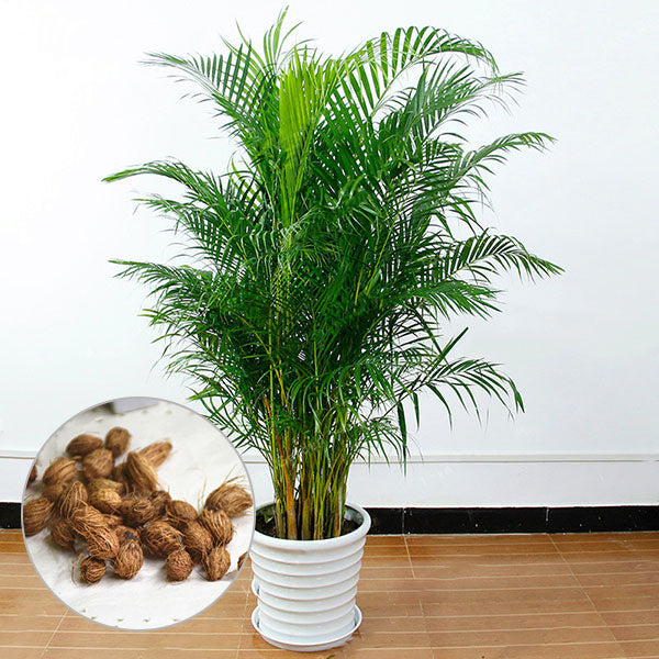 Egrow 5 Pcs/Pack Potted Bamboo Seeds Home Decoration Areca Palm Bonsai Butterfly Palm Plants Bonsai
