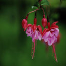 30PCS Chinese Enkianthus Seeds Potted Chinese Enkianthus Flower Garden Ornamental Plants