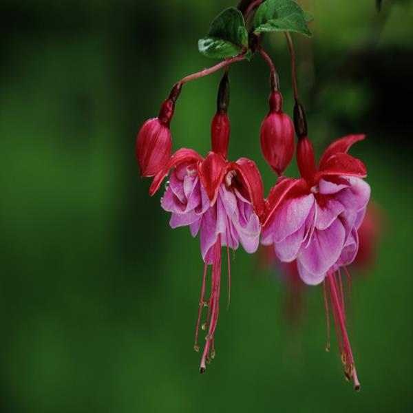 30PCS Chinese Enkianthus Seeds Potted Chinese Enkianthus Flower Garden Ornamental Plants