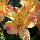 Egrow 100PCS/Pack Lily Seeds Rare Peruvian Lily Alstroemeria Bonsai Plants Mix-Color Beautiful Lilies Flower