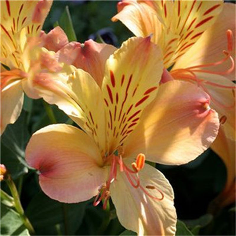 Egrow 100PCS/Pack Lily Seeds Rare Peruvian Lily Alstroemeria Bonsai Plants Mix-Color Beautiful Lilies Flower