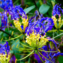 Egrow 50 Pcs/Pack Lily Seeds Garland Flame Lilium Brownii Flower Bonsai Balcony Bonsai Courtyard Plant Flowers Lily Plants