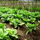 100pcs Green Asparagus Lettuce Seeds Vegetable Garden Biennial Herb Plant