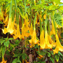 Egrow 50Pcs/Bag Brugmansia Seeds Angel Trumpet Yellow Brugmansia Seeds Huge Fragrant Trumpet Flowers