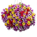 Egrow 100Pcs/Bag Petunia Seeds Petunia Plants Hanging Bonsai Mini Petunia Flowers for Home Garden