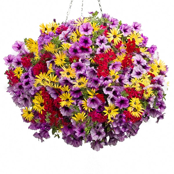 Egrow 100Pcs/Bag Petunia Seeds Petunia Plants Hanging Bonsai Mini Petunia Flowers for Home Garden