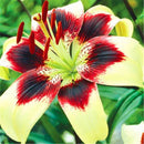 Egrow 50 Pcs/Pack Lily Seeds Lily Bulbs Flower Bulbs Perennials Lelies Exotic Indoor Plants Flower Bulbs Garden Bulbos