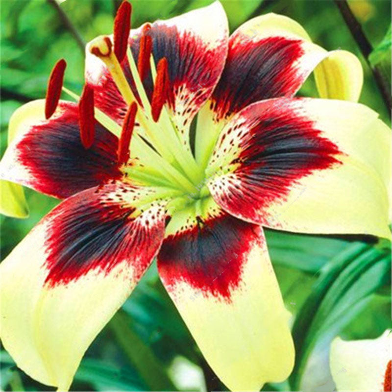 Egrow 50 Pcs/Pack Lily Seeds Lily Bulbs Flower Bulbs Perennials Lelies Exotic Indoor Plants Flower Bulbs Garden Bulbos