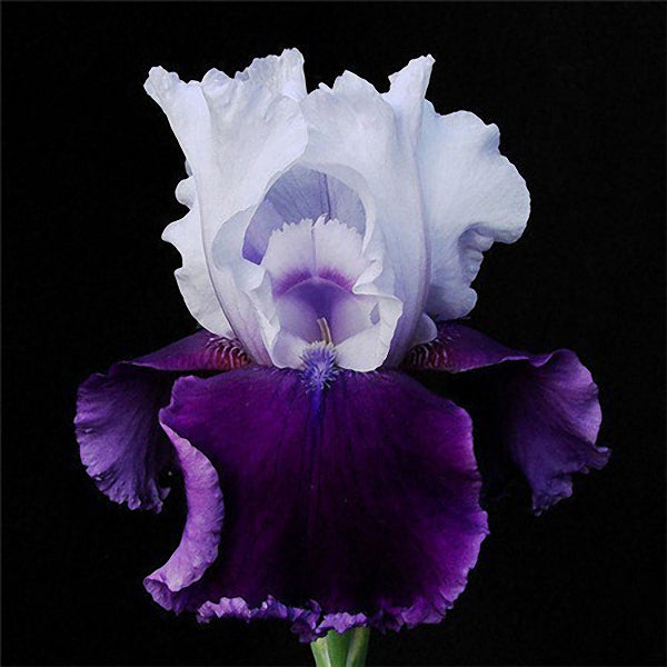 Egrow 40Pcs/Bag Iris Tectorum Seeds Popular Perennial Garden Flower Seeds Gorgeous Cut Flower Seeds