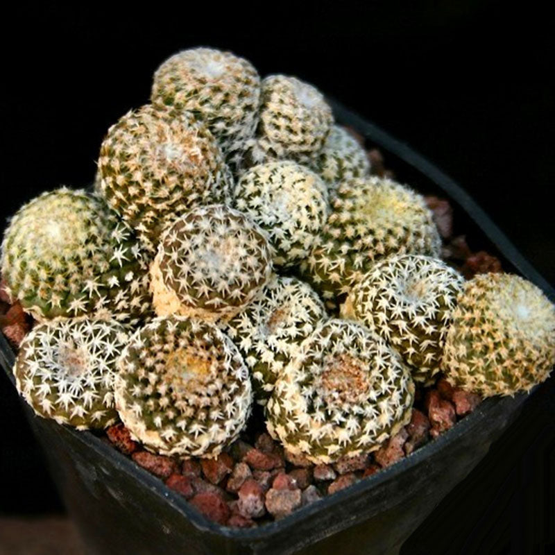 Egrow 100 Pcs/Pack Cacyus Seeds Ball Cactus Garden Rare Succulent Plant Plantas Bonsai Celestial Flower Pot Planters Flores