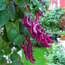 Egrow 100Pcs/Pack  Hyacinth Bean Seeds Hyacinth Bean Vine Plants Beautiful Garden Bonsai Balcony Flower Home Plant Flower Plantas