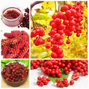 Egrow 100Pcs/Pack Schisandra Seeds Chinese Magnolia Vine Edible Garden Fruit Tree Seed DIY Plants