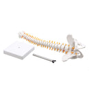 Lifesize Human Vertebral Column Model Spine Anatomy Model Vertebrae Skeleton Nerves Medical Model
