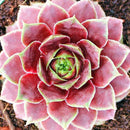 Egrow 100Pcs/Bag Sempervivum Seeds Colorful Gardening Succulent Plant Flower Seed