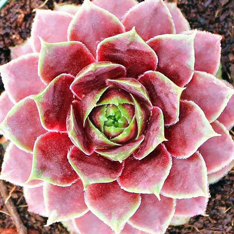 Egrow 100Pcs/Bag Sempervivum Seeds Colorful Gardening Succulent Plant Flower Seed