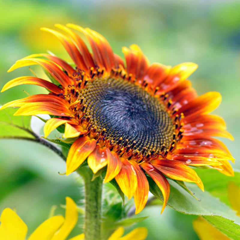 40Pcs Mixed Colored Sunflower Seeds Rare Bonsai Flower Seeds Garden potted Plant