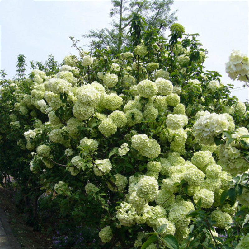 Egrow 30 Pcs/Pack Viburnum Macrocephalum Tree Seeds Flower Seeds Home Garden Decoration