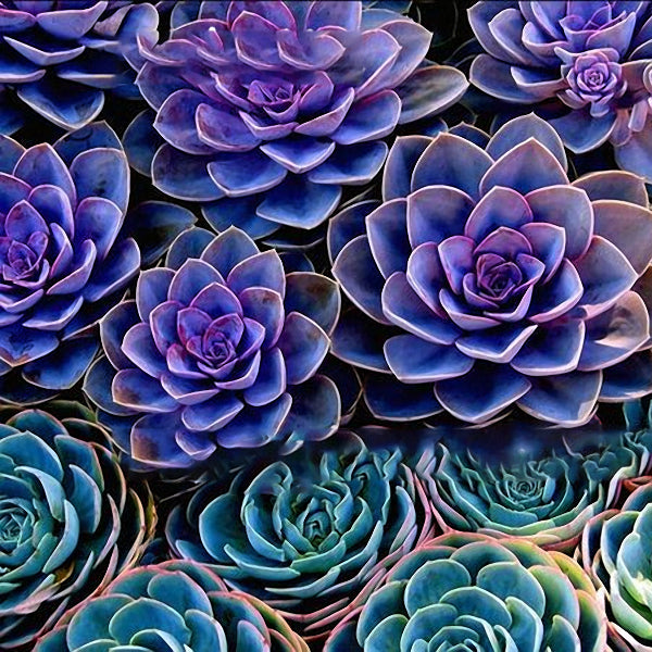 Egrow 100Pcs/Pack Peony Succulent Plants Seeds Garden Home DIY Plants Bonsai Decorations