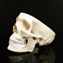 Life Size Human Anatomical Anatomy Resin Head Skeleton Lifesize Skull Medical Teaching Model