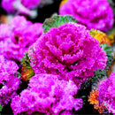 Egrow 200 Pcs/Pack Cabbage Seeds Home Garden Ornamental Cabbage Flowering Brassica Oleracea Bonsai Vegetable Plant