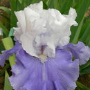 Egrow 50Pcs/Bag Iris Tectorum Seeds Rare Iris Seeds Bonsai Flower Seeds Heirloom Iris Flowers Seeds