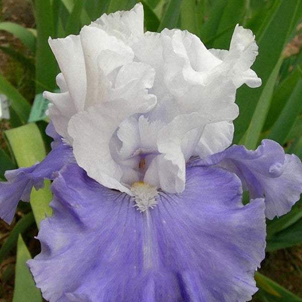 Egrow 50Pcs/Bag Iris Tectorum Seeds Rare Iris Seeds Bonsai Flower Seeds Heirloom Iris Flowers Seeds