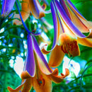 Egrow 50 Pcs/Pack Lily Seeds Lily Bulbs Flower Bulbs Perennials Lelies Exotic Indoor Plants Flower Bulbs Garden Bulbos