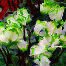 Egrow 100Pcs/Pack Cyclamen Seeds Green Edge White Cyclamen Flower Bonsai Perennial Flowering Plants Cyclamen