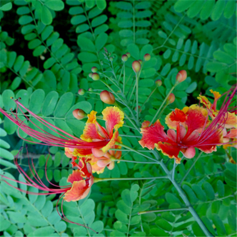 Egrow 20Pcs/Pack Caesalpinia Seeds Caesalpinia Pulcherrima Tree For Home Garden Decoration