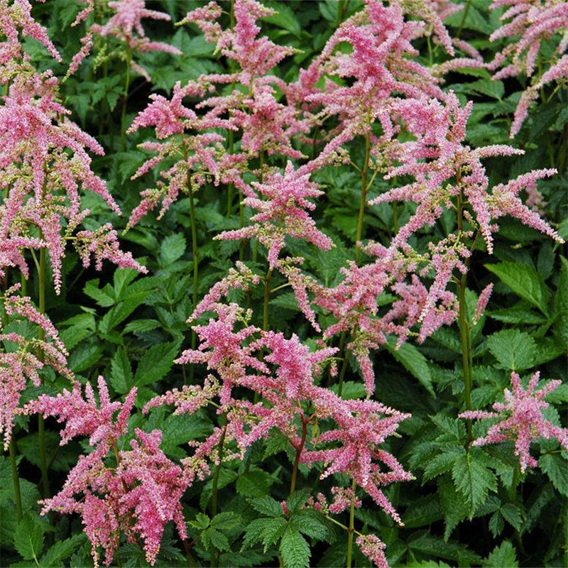 Egrow 50 Pcs/Pack Astilbe Seeds Chinese Astilbe Plant Astilbe Chinensis Flower Seeds