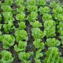 Egrow 40Pcs/Bag Italian Lettuce Seeds Green Healthy Vegetable Seeds Four Seasons Super Easy to Grow