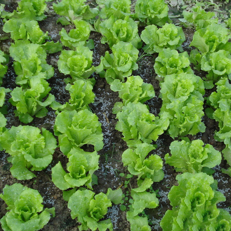 Egrow 40Pcs/Bag Italian Lettuce Seeds Green Healthy Vegetable Seeds Four Seasons Super Easy to Grow