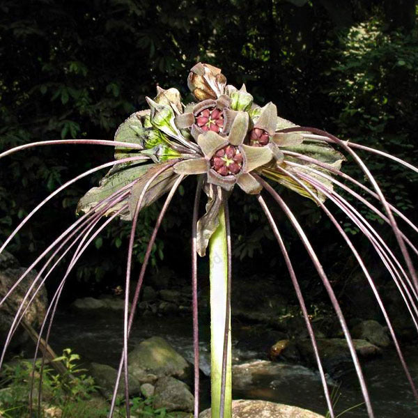 Egrow 100pcs/Bag Black Tiger Shall Orchid Seeds Multiple Varieties Orchid Flowers Seeds for Garden