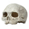 Yani Aquarium Fish Tank Ornament Resin Head Bone Skull Emulational Skelecton Aquarium Decor