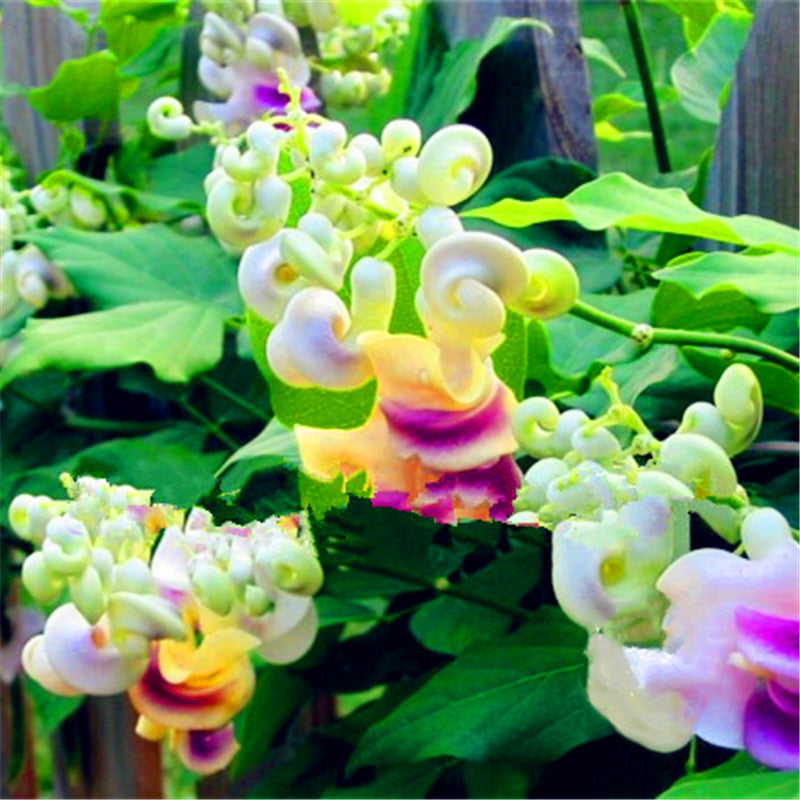 Egrow 20 PCS/Pack Snail Vine Seeds Wisteria Snail Vine Flores Bonsai DIY Home Garden Plants Pot Flowers Plantas