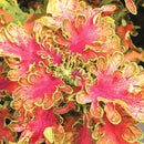 Egrow 100Pcs/Pack Colorful Janpanse Coleus Seeds Garden Foliage Plants Flowers Bonsai