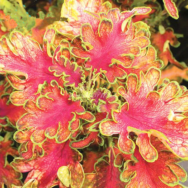 Egrow 100Pcs/Pack Colorful Janpanse Coleus Seeds Garden Foliage Plants Flowers Bonsai