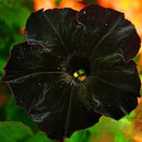 Egrow 100Pcs Black Petunia Seeds Rare Bonsai Flower Seeds Annual Bonsai Petunia