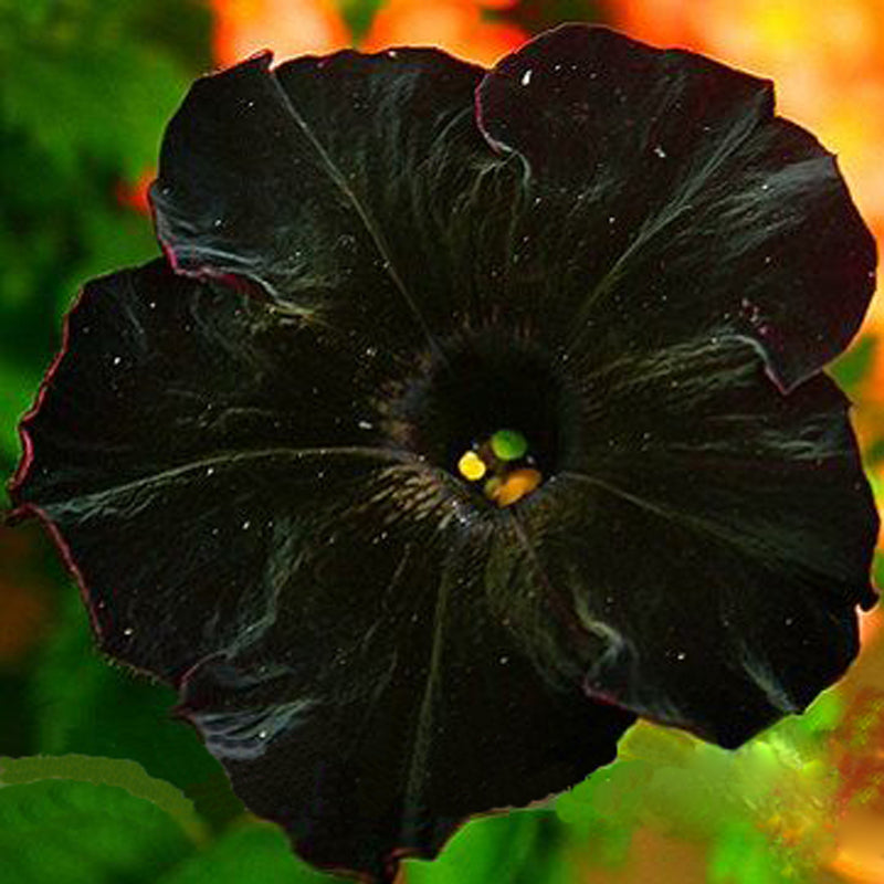 Egrow 100Pcs Black Petunia Seeds Rare Bonsai Flower Seeds Annual Bonsai Petunia
