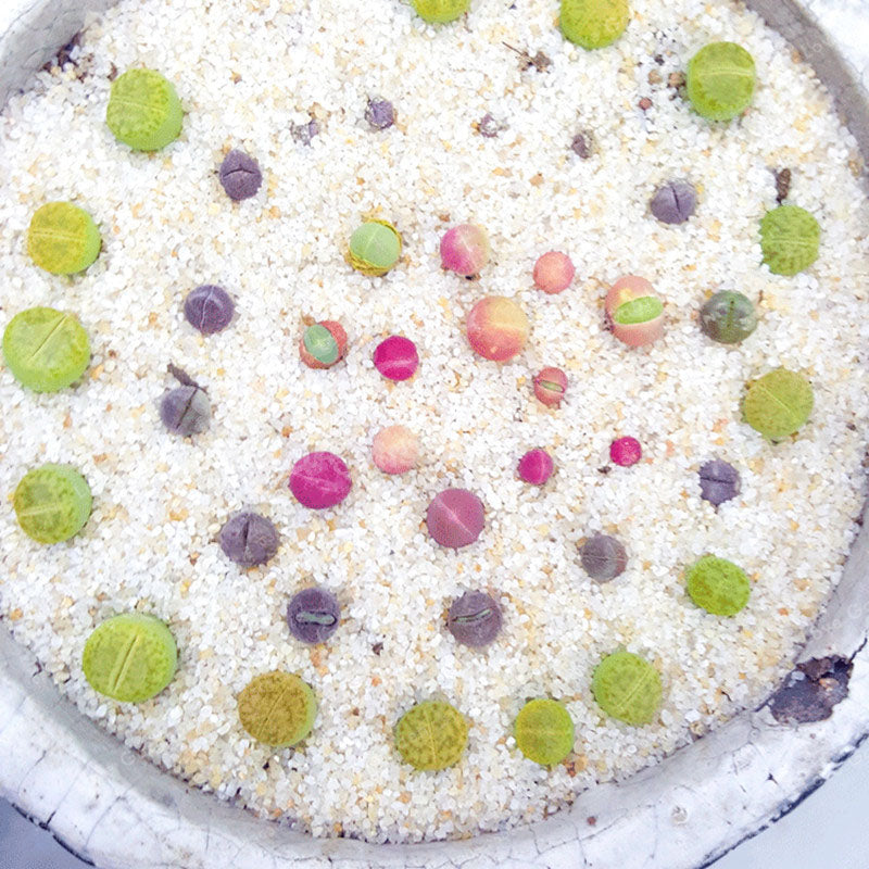 Egrow 100Pcs/Bag Succulent Plant Seeds Gibbaeum Heathii Bonsai Very Rale Succulent Bonsai Seeds