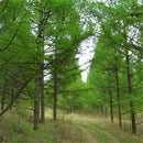 Egrow 50 Pcs/Pack Larix Gmelinii Tree Seeds Gmelinii Tree Plant Larch Pine