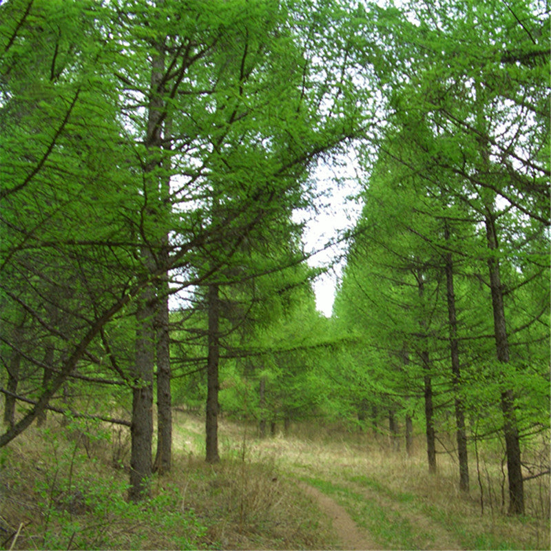 Egrow 50 Pcs/Pack Larix Gmelinii Tree Seeds Gmelinii Tree Plant Larch Pine