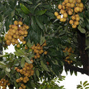 Egrow 4pcs/Bag Longan Seeds Live DRAGON'S EYE Exotic LONGAN Dimocarpus Sweet Fruit Tree Seeds