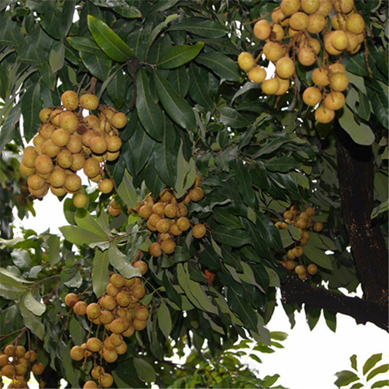 Egrow 4pcs/Bag Longan Seeds Live DRAGON'S EYE Exotic LONGAN Dimocarpus Sweet Fruit Tree Seeds