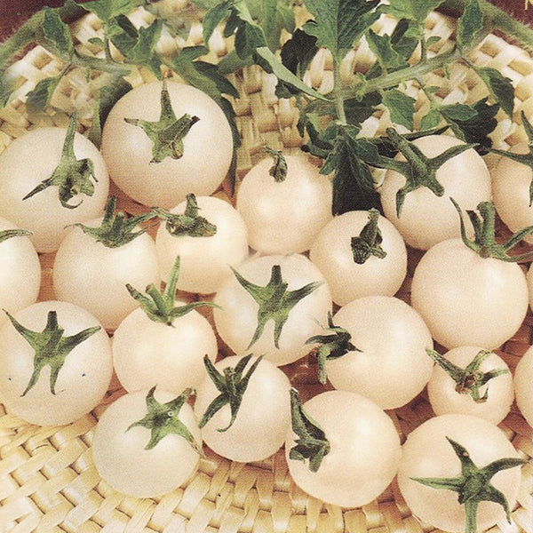 Egrow 100Pcs/Pack White Tomato Seeds Gardening Plants Tasty Vegetable Fruit Seeds