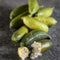 20Pcs Tropical Fruit Seeds Finger Limes Citrus Pomegranate Seeds Home Garden Balcony Rare Plants