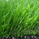 Egrow 500 Pcs/Pack Evergreen Grass Seeds Evergreen Grass Semente Plant Evergreen Garden Lawn Grass