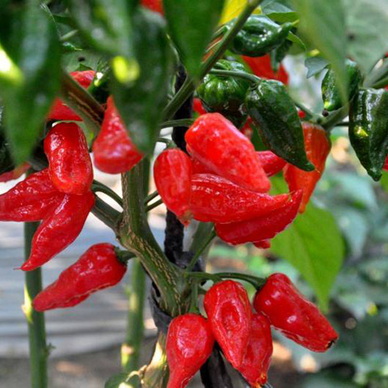 Egrow 100Pcs/Bag Devil Pepper Seeds Devil PeppBonsai World's Hottest Pepper Houseplants Edible Seeds