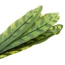 Artificial Calathea Insignis Petersen Leaf Plants Silk Foliage Grass Green