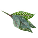 Artificial 10-Fork Calathea Makoyana Leaf Plants Silk Foliage Grass Green
